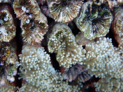 Euphyllia glabrescens