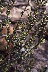 Phyllanthus hirtellus