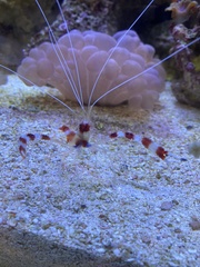 Stenopus