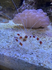 Stenopus