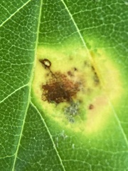 Puccinia andropogonis