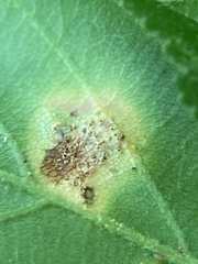 Puccinia andropogonis