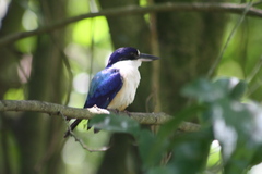 Todiramphus macleayii macleayii