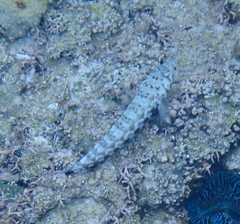 Parapercis millepunctata