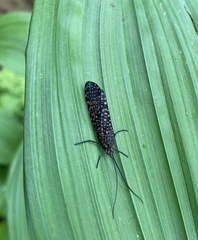 Oligostomis pardalis