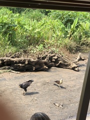 Buteogallus urubitinga