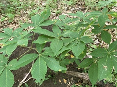 Puccinia andropogonis