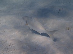 Kyphosus cornelii