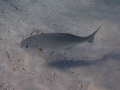 Kyphosus cornelii