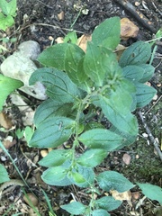 Lithospermum tuberosum