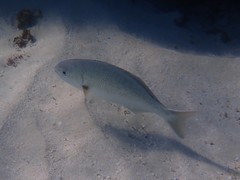 Kyphosus cornelii