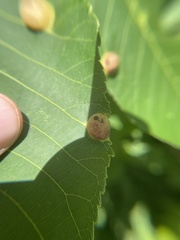 Phylloxera caryaescissa