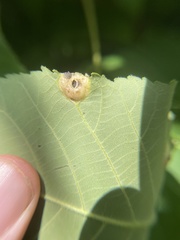 Phylloxera caryaescissa