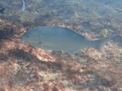 Kyphosus cornelii