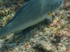 Kyphosus cornelii