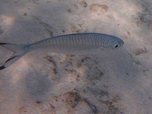 Australian herring (Arripis georgianus) — Arripidae — 5