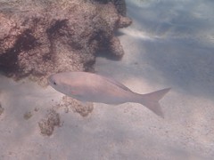 Kyphosus cornelii