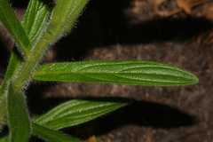 Lithospermum decipiens