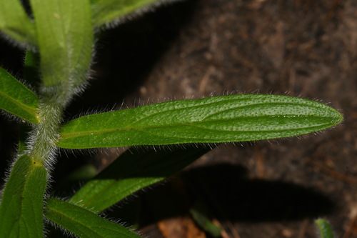 Image of Lithospermum decipiens by (c) Brian Finzel, some rights reserved (CC BY-SA)