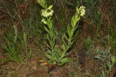 Lithospermum decipiens