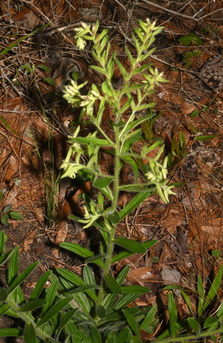 Image of Lithospermum decipiens by (c) Brian Finzel, some rights reserved (CC BY-SA)