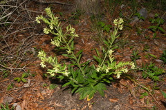 Lithospermum decipiens