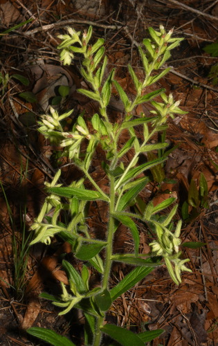 Image of Lithospermum decipiens by (c) Brian Finzel, some rights reserved (CC BY-SA)