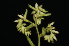 Lithospermum decipiens