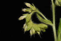 Lithospermum decipiens