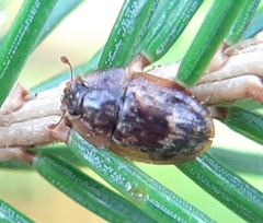 Lobiopa undulata