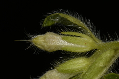 Lithospermum decipiens