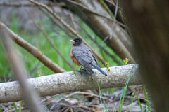 Turdus migratorius
