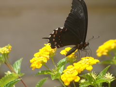 Heraclides rogeri pharnaces