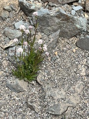 Valeriana acutiloba