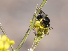 Andrena vulcana