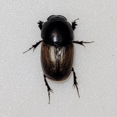 Colobopterus erraticus