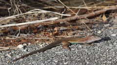 Aspidoscelis angusticeps