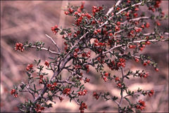 Cryptandra tomentosa