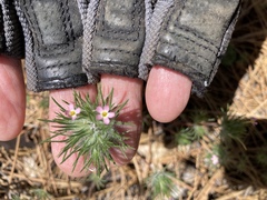 Leptosiphon ciliatus