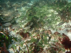 Kyphosus cornelii