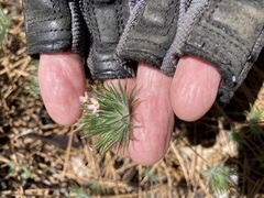 Leptosiphon ciliatus