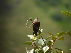 Myiotheretes fumigatus