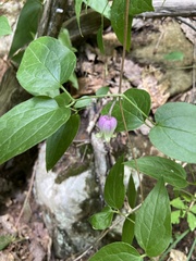 Clematis morefieldii