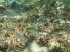 Kyphosus cornelii