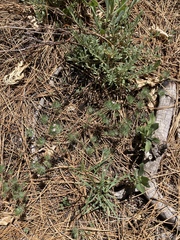 Leptosiphon ciliatus
