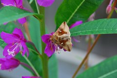 Autographa metallica