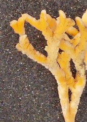 Pararhaphoxya sinclairi