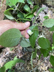Clematis morefieldii