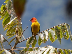 Piranga rubriceps