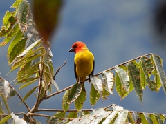 Piranga rubriceps